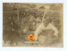 Dua orang pekerja sedang berada di tengah-tengah tanaman sawi. Foto diambil bulan September 1926.
