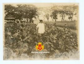 Tanaman tembakau yang ditanam pada tanggal 9 Juni 1926 dengan diberi pupuk kompos tampak subur.