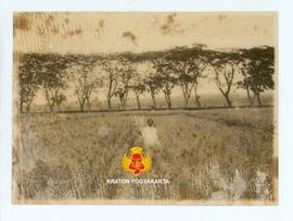 Padi Brondhol Putih ditanam tanpa pupuk dan dibuat bergaris-garis. Foto diambil ketika padi berus...