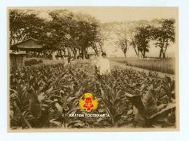Tanaman tembakau yang mulai ditanam pada tanggal 10 juni 1926, diberi pupuk kompos dari tumbuh-tu...