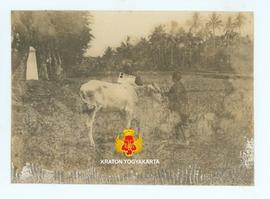 Gambar seekor sapi Benggala di tengah sawah. seorang pembawa papan nama bertuliskan “2 PB LiS” be...