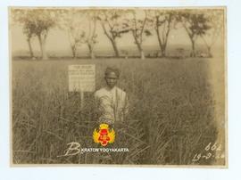 Seorang pekerja berdiri di dekat papan yang menunjukkan padi Srayu yang telah berbuah, yang ditan...