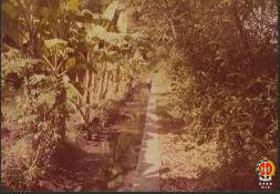 Keadaan awal atau asli sebelum proyek saluran irigasi dikerjakan di antara pohon bambu dan pohon ...