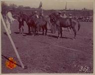 Kuda Jawa betina dengan dua anaknya/ belo (satu berkulit putih sedang diamati atau diperlihatkan ...