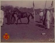Kuda Pemajeg Hector dilahirkan tahun 1914 (10 tahun) bulu jragem, tinggi 135 cm.