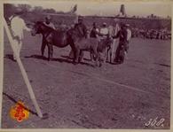Kuda Jawa betina dengan dua anaknya/ belo (satu berkulit putih sedang dipertontonkan).