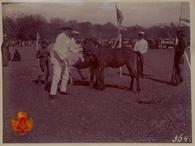 Kuda Jawa betina dengan dua anaknya/ belo blasteran sedang diamati para penilai.
