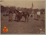 Kuda Pemajeg Dolf yang dilahirkan tahun 1913 (umur 11 tahun) bulu hitam, tinggi 125 cm.