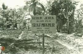 Lokasi kebun jeruk milik Klompen Suka Makmur Desa Gerbangsari Kec. Samigaluh