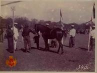 Kuda Pemajeg Ajax yang dilahirkan 1918 (umur 6 tahun) bulu hitam, tinggi 135 cm sedang dinilai pa...