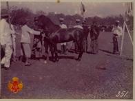 Kuda Pemajeg Hans yang dilahirkan 1913 (umur 11 tahun) bulu jragem, tinggi 130 cm sedang dinilai ...